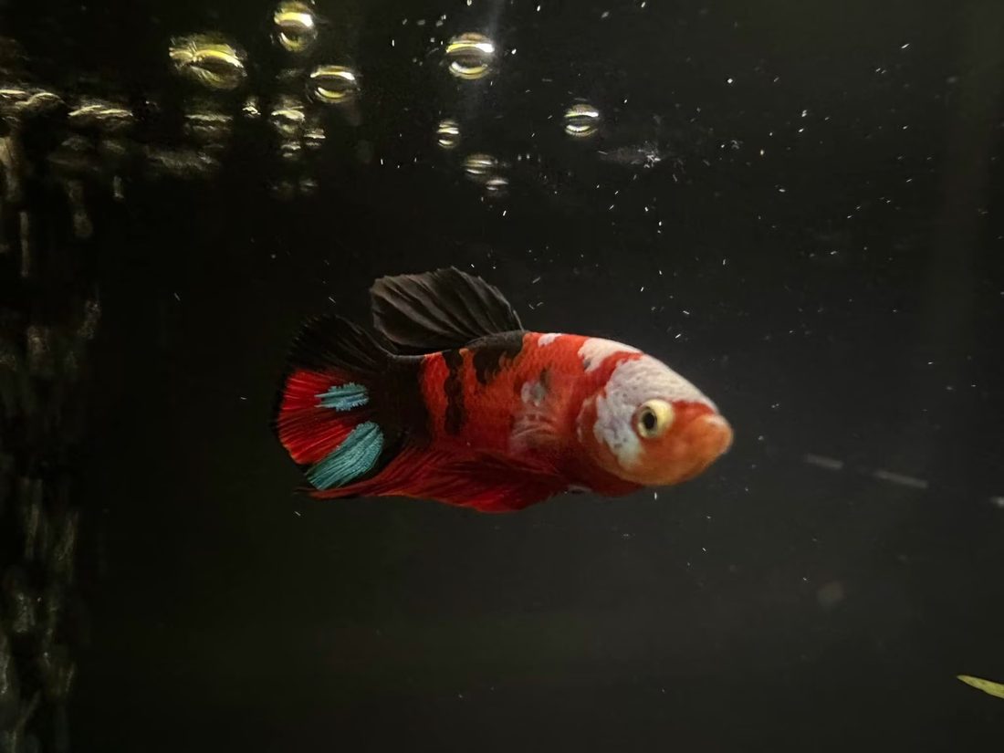 Galaxy koi plakat betta