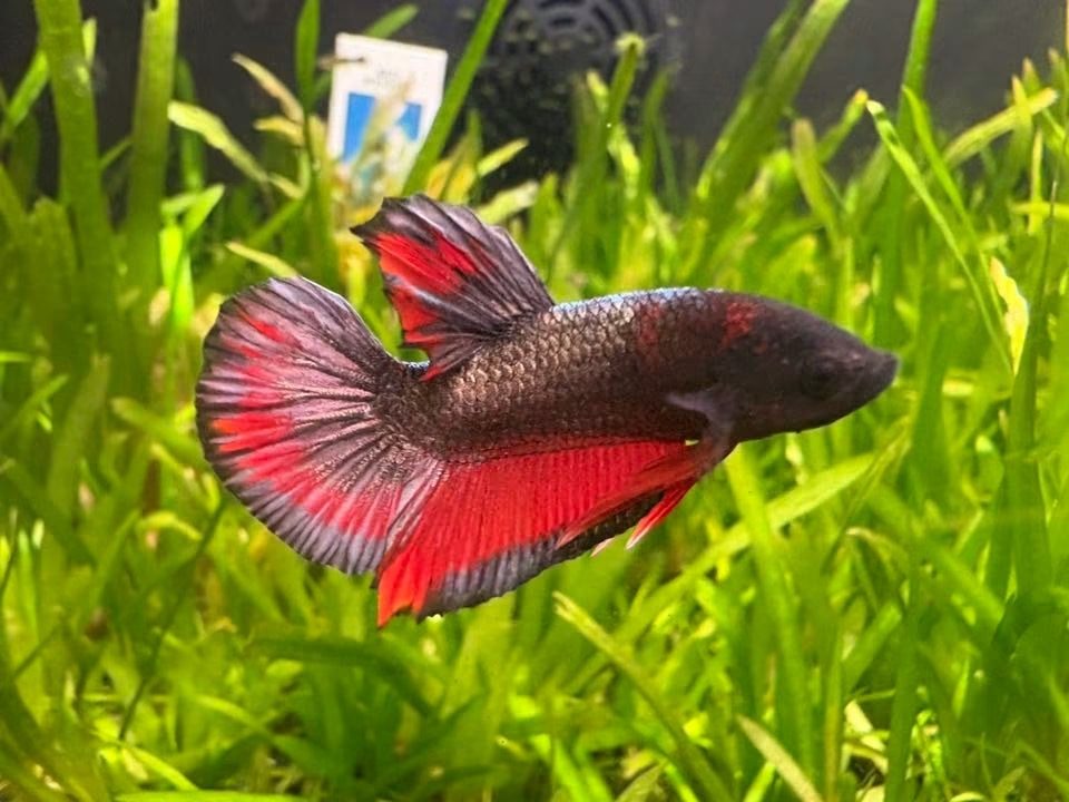 Red and black show betta