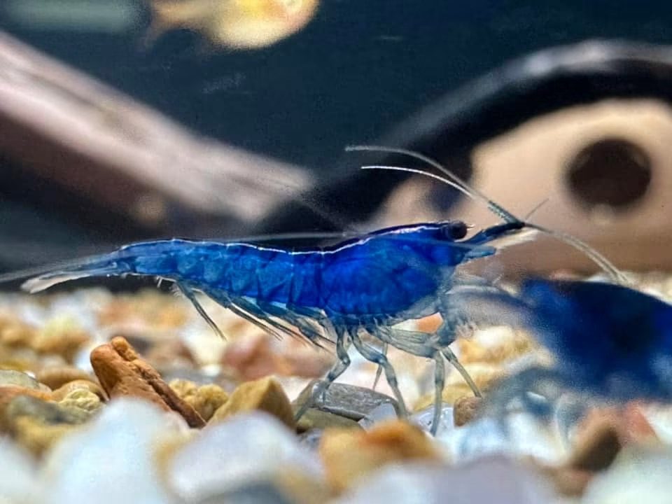 Blue dream neocaridina shrimp